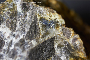 Coleccin de Minerales de Luis Triugueros