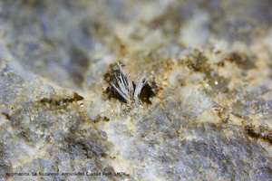 Coleccin de Minerales de Luis Triugueros