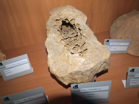 Grupo Mineralógico de Alicante. Exposición de Minerales en IES Haygon