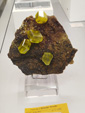 Bologna Mineral Show 2025