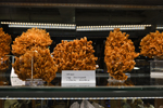 Feria de Minerales de Bolonia 2026