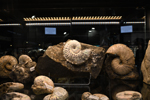 Feria de Minerales de Bolonia 2026