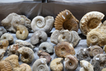 Feria de Minerales de Bolonia 2026