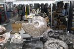Feria de Minerales de Bolonia 2026