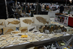 Feria de Minerales de Bolonia 2026