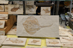 Feria de Minerales de Bolonia 2026