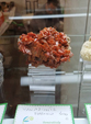 23º GENOVA MINERALSHOW. 