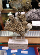  23º GENOVA MINERALSHOW. 