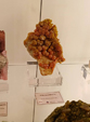  23º GENOVA MINERALSHOW. 