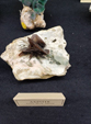  23º GENOVA MINERALSHOW. 