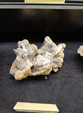  23º GENOVA MINERALSHOW. 