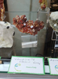  23º GENOVA MINERALSHOW. 