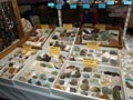 GMA. XXI Feria de Minerales y Fósiles de la Unión