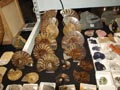 GMA. XXI Feria de Minerales y Fósiles de la Unión