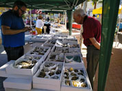 GMA. II Feria de Minerales de Cartama