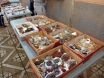 VI Mesa de Intercambio de Minerales y Fósiles de Alicante