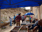 VII Mesa de Intercambio de Minerales y Fósiles de Alicante. 