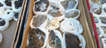 XI Mesa de Intercambio de MInerales de Alicante