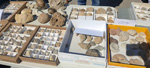 XI Mesa de Intercambio de MInerales de Alicante