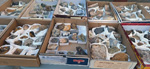 XI Mesa de Intercambio de MInerales de Alicante