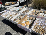 XI Mesa de Intercambio de MInerales de Alicante