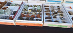 XI Mesa de Intercambio de MInerales de Alicante