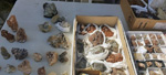 XI Mesa de Intercambio de MInerales de Alicante