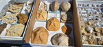 XI Mesa de Intercambio de MInerales de Alicante