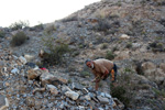 Cantera Alabastre. Cañada del Fenollar. Alicante