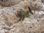  Mina Romana de Cueva del Hierro. Cueva del hierro. Beteta. Cuenca
