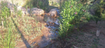  Rio Chicano. Macisvenda. Sierra de Abanilla. Murcia