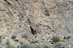 Grupo Mineralógico de Alicante.Cabezo Negro. Zeneta. Murcia Murcia