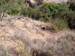 Grupo Mineralógico de Alicante.Zona  del Trias. Chella. Valencia