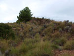 Grupo Mineralógico de Alicante.Minas del Carmen. La celia. Jumilla. Murcia.