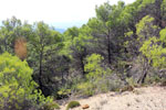 Grupo Mineralógico de Alicante.Las Minicas. Zarzadilla de Totana. Murcia.