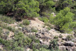 Grupo Mineralógico de Alicante.Las Minicas. Zarzadilla de Totana. Murcia.