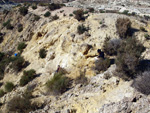 Grupo Mineralógico de Alicante.Barranco del Mulo. Ulea. Murcia  