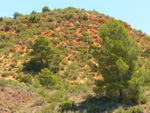 Grupo Mineralógico de Alicante. Los Yesares. Camporrobles. Valencia  