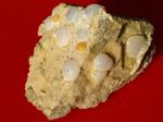 Grupo Mineralógico de Alicante.    