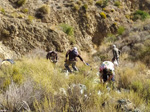 Grupo Mineralógico de Alicante.Los Vives. Orihuela. Alicante