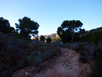 Grupo Mineralógico de Alicante. Explotaciones de arcilla. Inmediaciones Bancal Fondó, Barranc Font del lobo.Tibi , Alicante