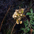 Grupo Mineralógico de Alicante. Explotaciones de arcilla. Inmediaciones Bancal Fondó, Barranc Font del lobo.Tibi , Alicante