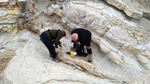 Grupo Mineralógico de Alicante. Afloramiento de Marcasitasa en el Alcavo. Agost. Alicante  