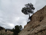 Grupo Mineralógico de Alicante.Afloramiento de Marcasitasa en el Alcavo. Agost. Alicante 