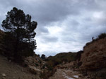 Grupo Mineralógico de Alicante.Afloramiento de Marcasitasa en el Alcavo. Agost. Alicante  