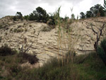 Grupo Mineralógico de Alicante. Afloramiento de Marcasitasa en el Alcavo. Agost. Alicante  