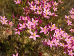 Grupo Mineralógico de Alicante. Alrededores del Rincón Bello en Agost. Alicante   