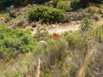 Grupo Mineralógico de Alicante. Alrededores del Rincón Bello en Agost. Alicante   