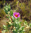 Grupo Mineralógico de Alicante.Alrededores del Rincón Bello en Agost. Alicante   