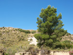 Grupo Mineralógico de Alicante.Alrededores del Rincón Bello en Agost. Alicante  